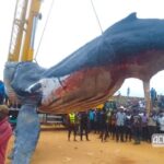 Kongo-Central : après 48 heures d&rsquo;efforts, la baleine de 12 tonnes échouée à Muanda enfin évacuée